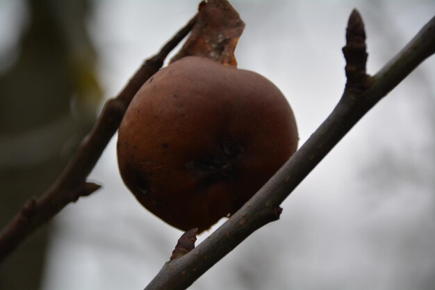 Close-up of fruits on tree