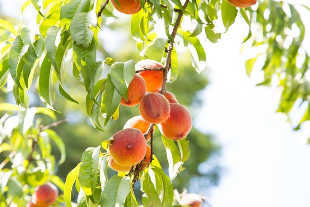 Foto prossimo piano dei frutti sull'albero