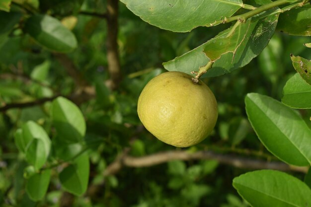 Close-up of fruits on tree