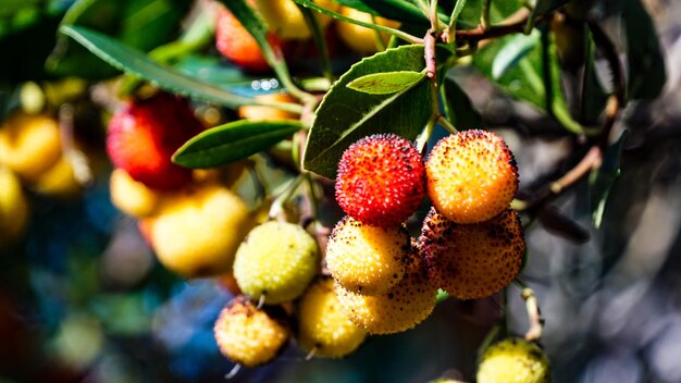 Photo close-up of fruits on tree