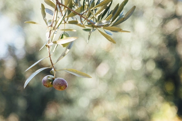 Photo close-up of fruits on twig