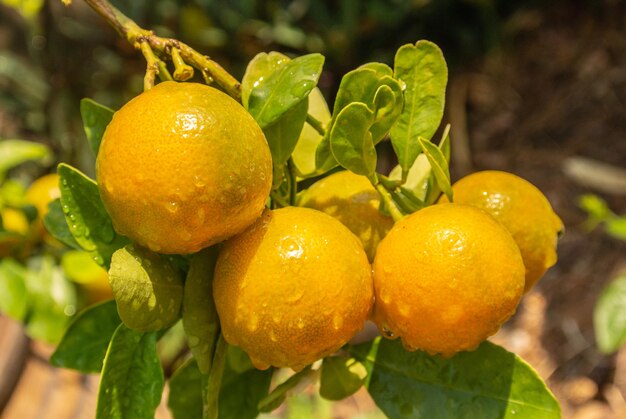 Close-up of fruits