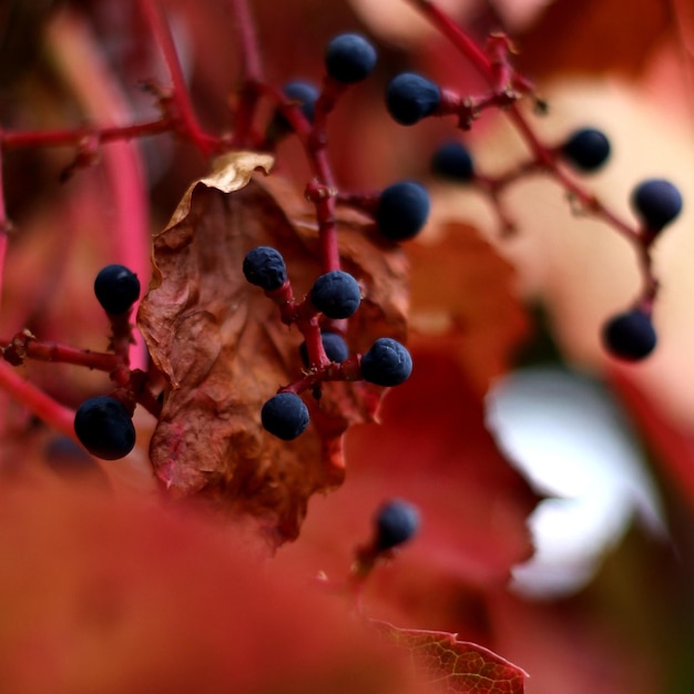 Photo close-up of fruits