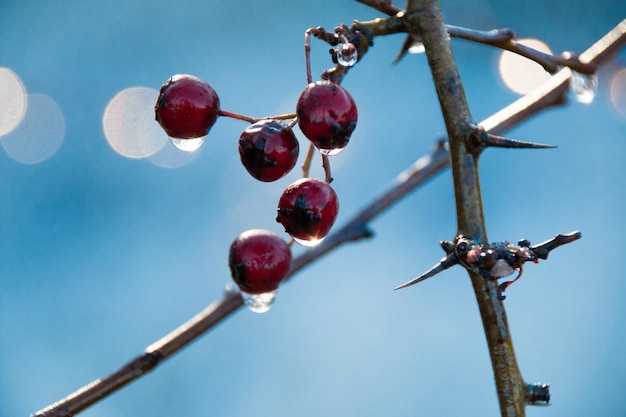 Foto prossimo piano dei frutti