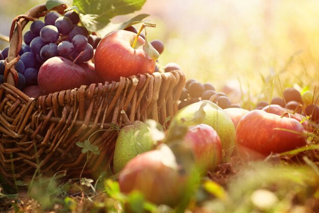 Photo close-up of fruits