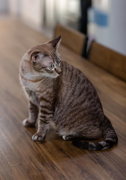 Foto close-up full body shot van een volwassen purebred kleine bruine en grijze gestreepte kitten kat met blauwe ogen die op een houten tafel poseert