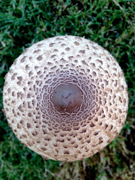 Close-up of fungus on field