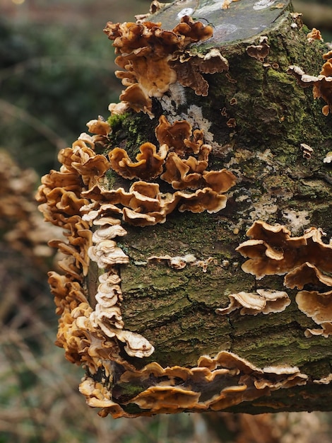 Foto close-up di un fungo che cresce sul tronco di un albero