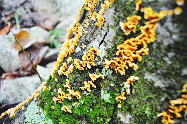 Photo close-up of fungus growing on tree trunk