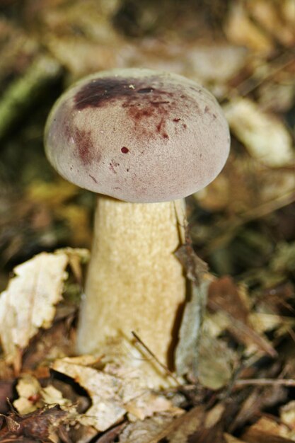 Close-up of fungus growing on tree trunk