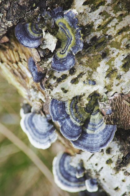 Photo close-up of fungus growing on tree