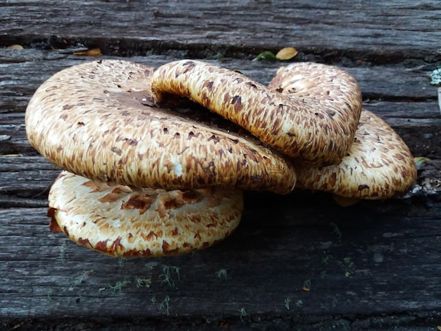 Foto prossimo piano di un fungo che cresce in una tavola di legno