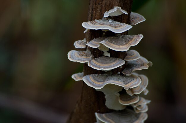 Photo close-up of fungus on tree