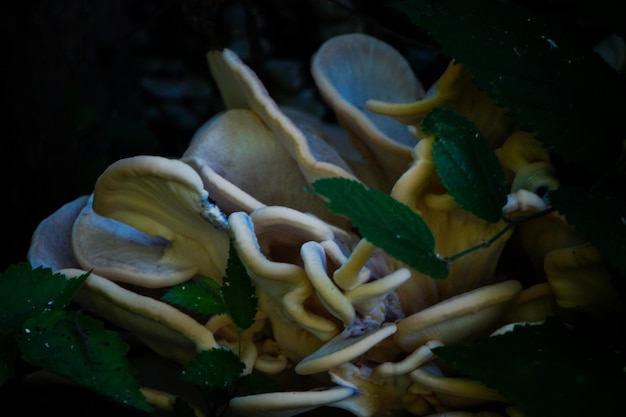 Photo close-up of fungus