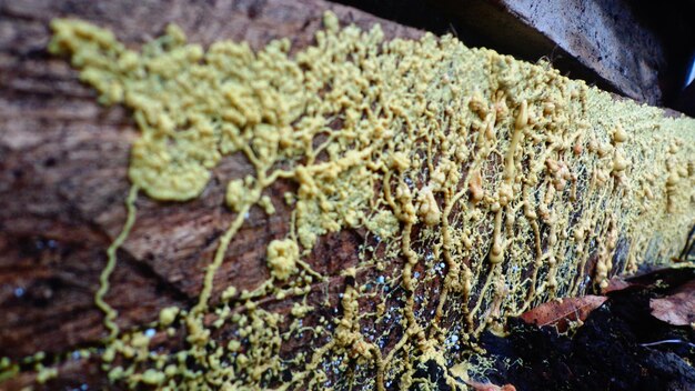 Photo close up of fungus