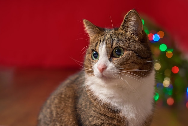 Photo close-up, funny pet cat on a red background, colored bokeh for a new year christmas card