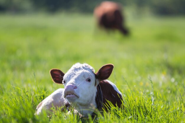 Close-up of funny white and brown calf looking in camera showing teeth laying in green field with fresh spring grass on blurred trees background.