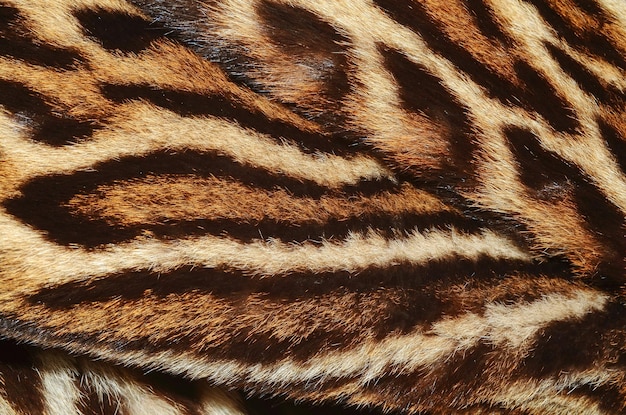 A close up of a fur with black stripes