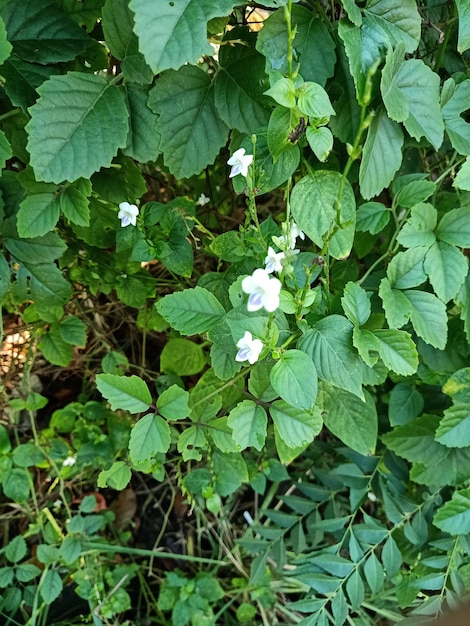 ガンジス月見草植物のクローズ アップ