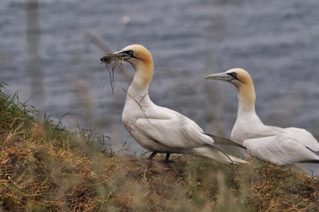 Photo close-up of gannets on a cliff