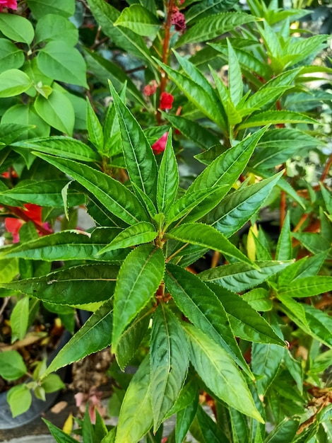 Close up of garden balsam plant