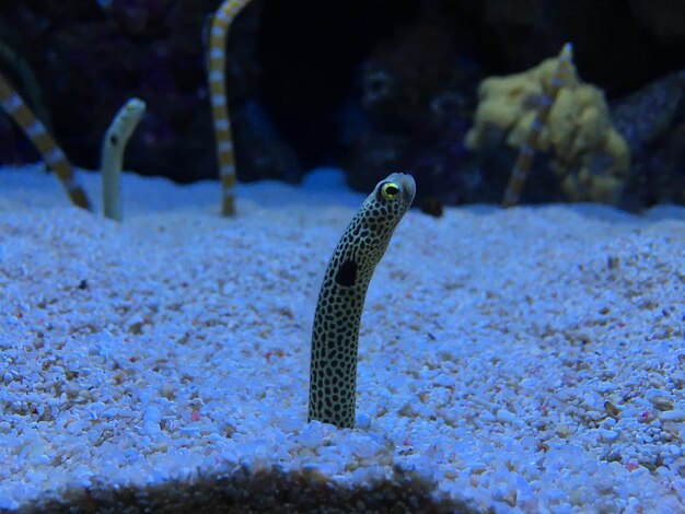 Photo close-up of garden eel