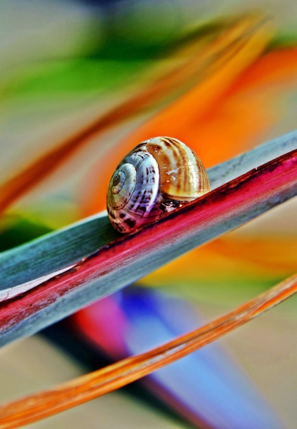 Close up of a garden snail on a Strelitzia Reginae blossom