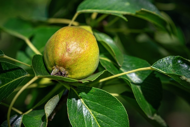 Close-up garden unripe pear on a branch with green leaves. Ripening of young pear fruits on the branches of a pear tree.