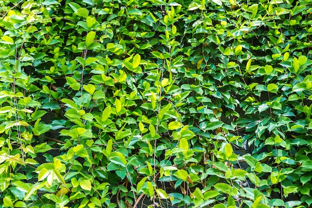 Close up of garden with tropical green leaf and flowers