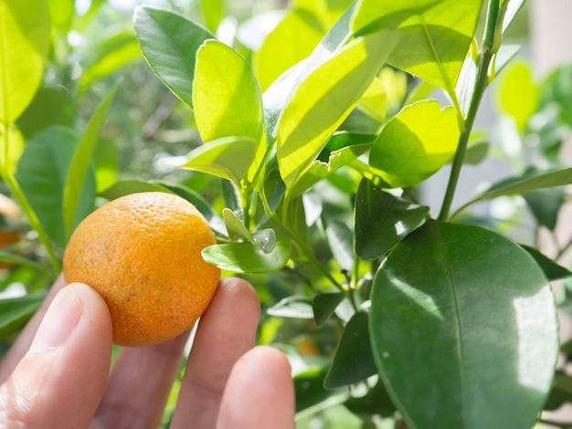 Close up of gardener hand holding an orange and checking quality of orange