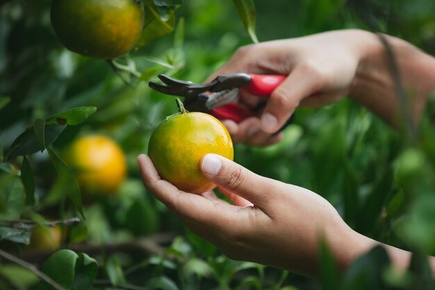 Close up of gardener hand picking an orange with scissor in the oranges field garden in the morning time.