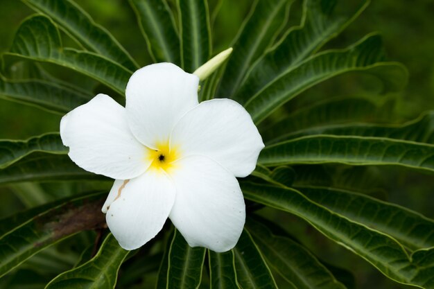 クチナシの花のクローズアップ。