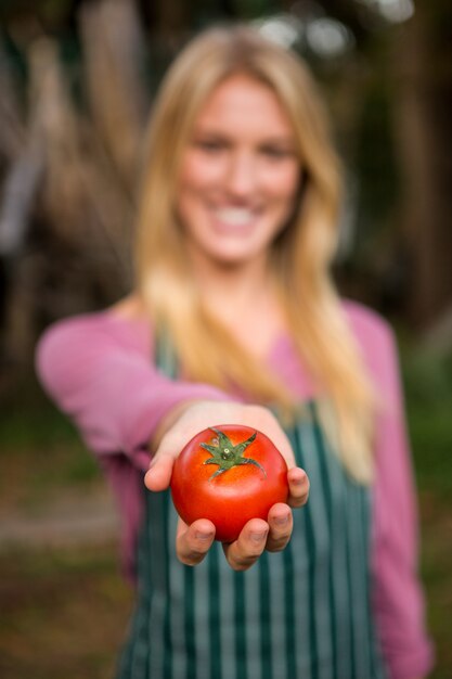 Close-up of garderner offering tomato at garden