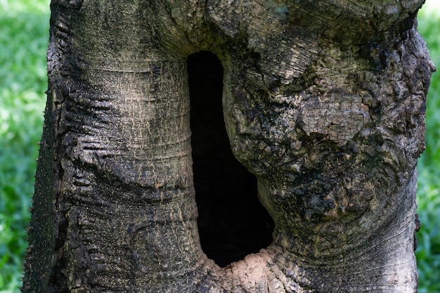 Close-up gat in gnarl van de boom.