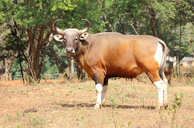 Close up Gaur.