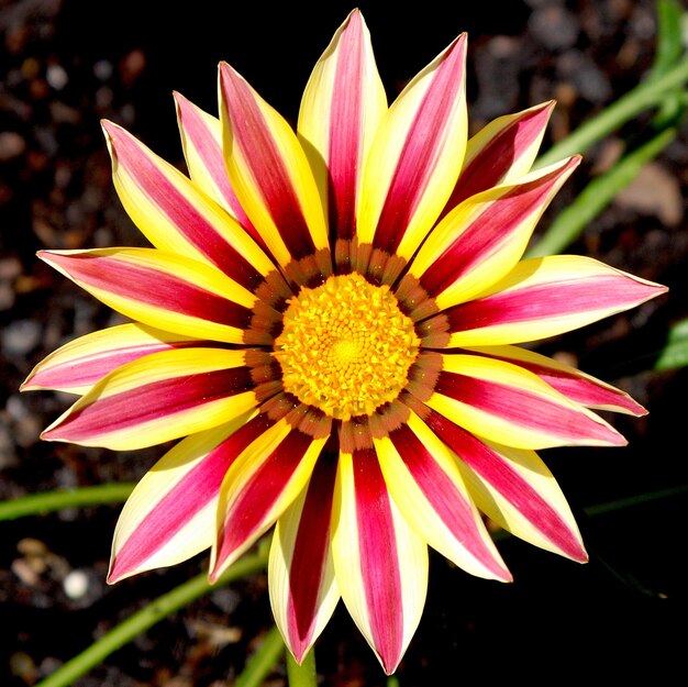 Foto close-up di gazania in fiore sul campo