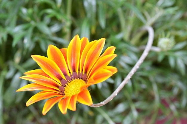 close-up of gazania flower blooming outdoors