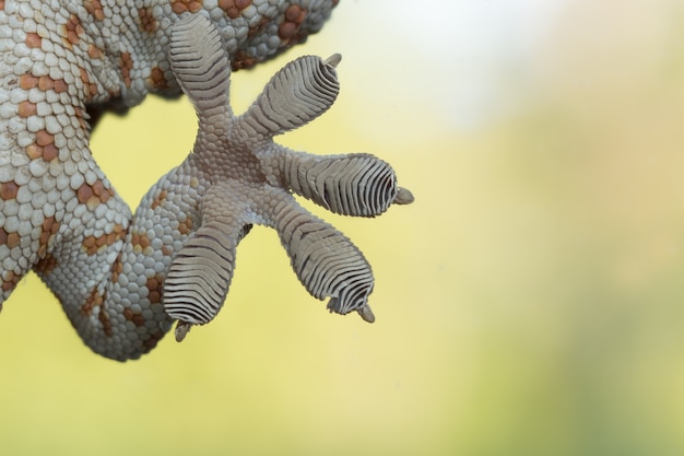 Photo close up gecko feet