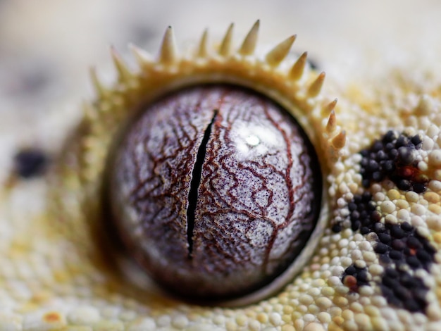 Foto un primo piano dell'occhio di un geco