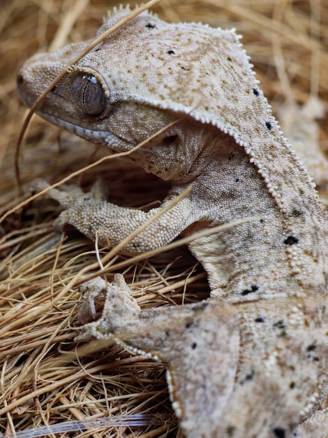 A close up of a gecko's face with the skin covered in dirt.