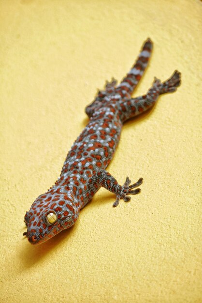 Photo close-up of gecko on wall