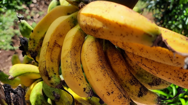 Close-up, geelachtig groen bananenfruit op een oude bananenboom. Foto's van hoge kwaliteit 03