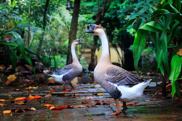 Close-up of geese in the garden