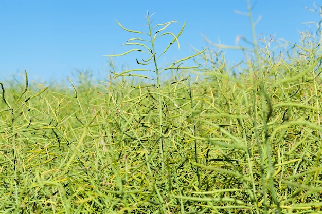 Foto close-up gefotografeerd landbouwgebied waarop groene onrijpe rogge groeit. op de achtergrond een blauwe lucht