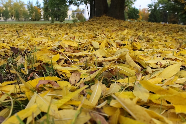 Close-up gele bladeren onder de bomen