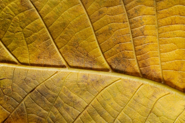 Foto close-up gele bladzenuwen