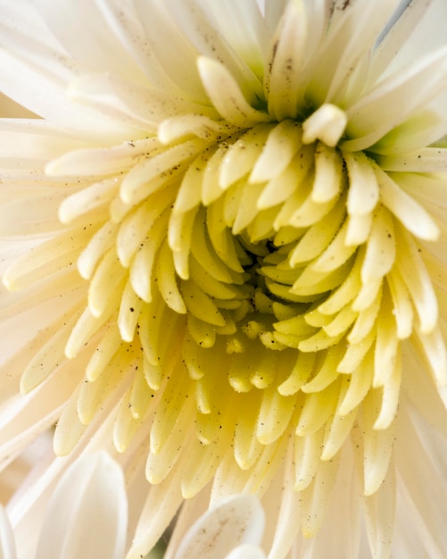 Close-up gele bloem macro natuur