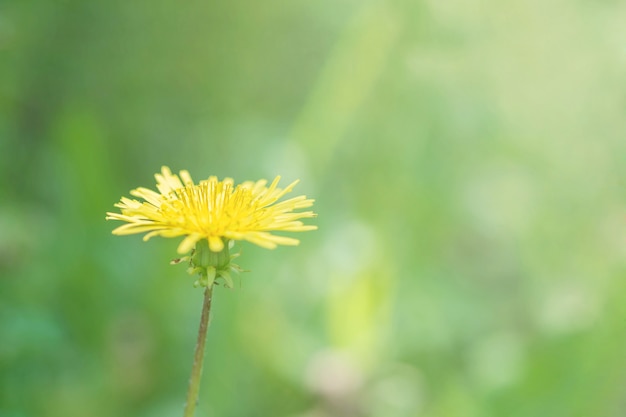 Close-up gele bloem op de tuin geweven achtergrond met exemplaarruimte