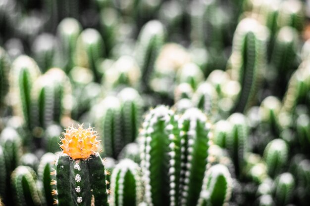 close-up gele bloem view schot cactus natuur leefomgeving stilleven concept idee achtergrond