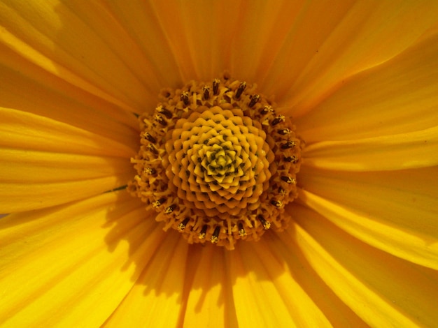 Close-up gele bloem